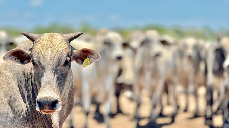 Mato Grosso registra aumento de 18,2% no abate de bovinos e mantém crescimento no setor pecuário, segundo IBGE