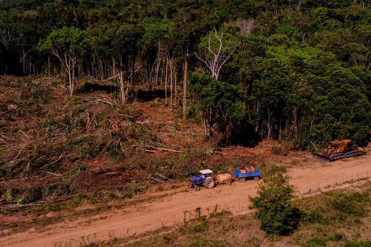 Desmatamento cai 32% em MT, mas legislação ameaça avanços ambientais