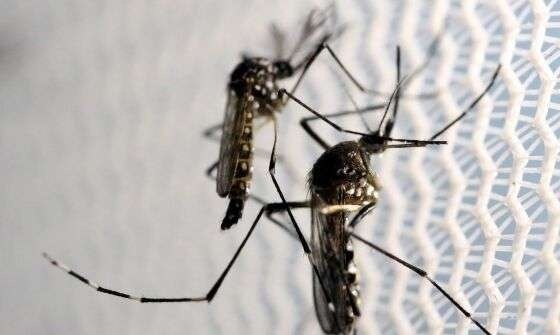 Mato Grosso registrou 39 mortes por dengue em 2024; 11º estado com mais óbitos