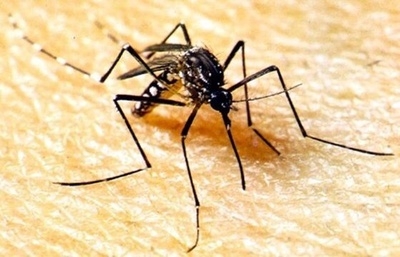 MT tem 36 mortes por dengue em 2024 e SES alerta sobre combate ao Aedes aegypti