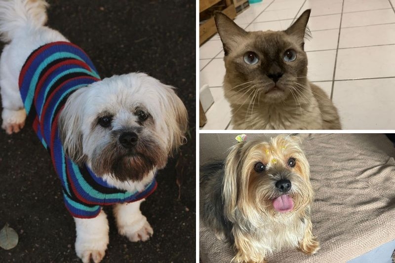 Atenção pais de pets: a partir de 2025 seu animal terá identidade
