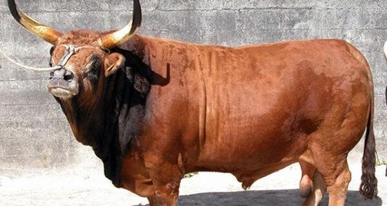 Homem tem tórax perfurado por chifrada de boi e fica em estado grave