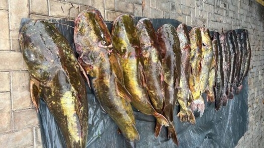 Irmãos são presos com 223 quilos de peixes transportados irregularmente