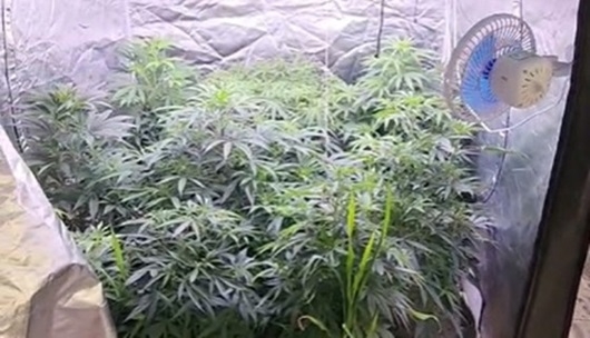 PM fecha estufa de maconha e prende traficante