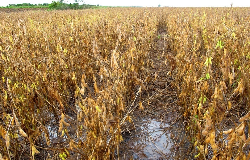 Chuvas intensas comprometem a colheita da soja e geram prejuízos para produtores em MT