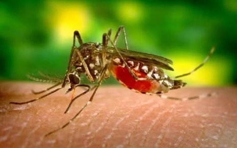 Duas mortes por chikungunya são confirmadas em MT