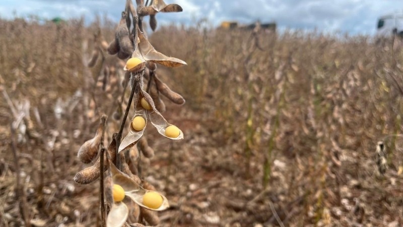 Excesso de chuvas desacelera colheita de soja e preocupa produtores