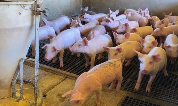 Mato Grosso bate recorde em exportação de carne suína em 2024 com 1,3 mil toneladas