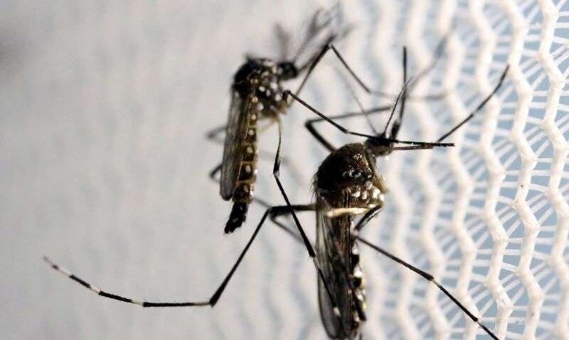 Todas as mortes por chikungunya no Brasil foram registradas em MT, estado com maior incidência