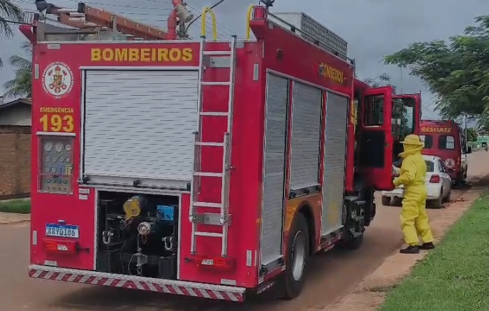 Enxame de abelhas invade residência, ataca pessoas e animais em Sinop; filhotes de cães morrem