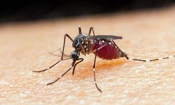 Mortes por chikungunya saltam de 4 para 11 em MT; estado concentra todos os óbitos do país
