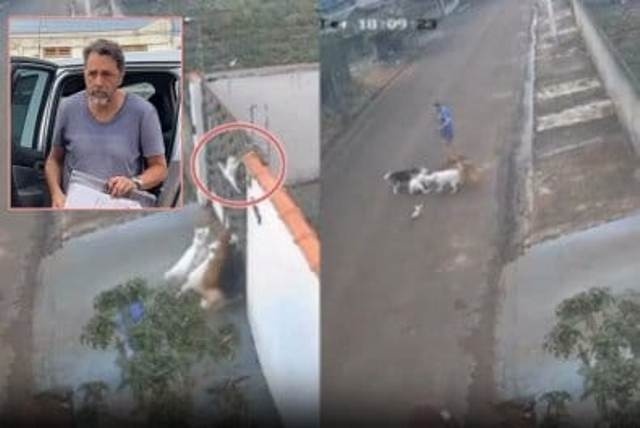 Delegado vê 'covardia' de professor e diz que ele poderia evitar que cães atacassem gato