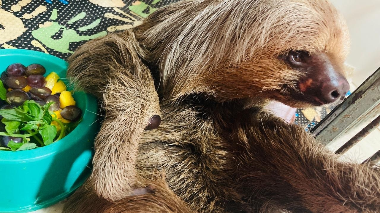 Bicho-preguiça atropelado na BR-163 volta pra natureza