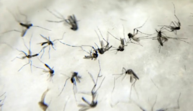 Brasil ultrapassa 100 mortes confirmadas por dengue em 2025