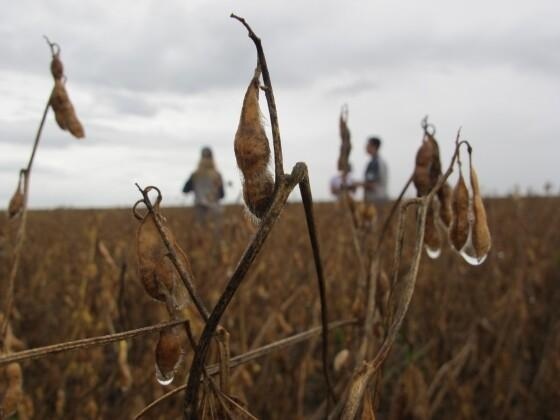 Preço da soja sobe em Mato Grosso com atraso na colheita