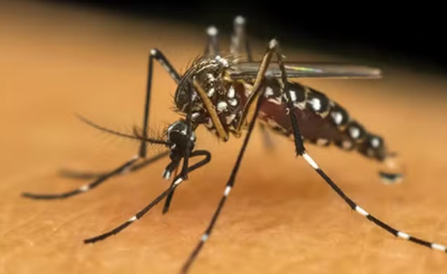 MT registra mais de 84% das mortes por chikungunya no Brasil