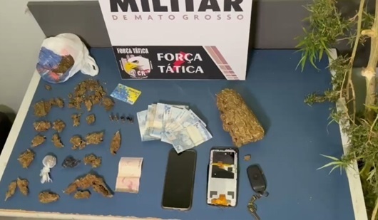 Sinop: PM prende homem que cultivava maconha em chácara
