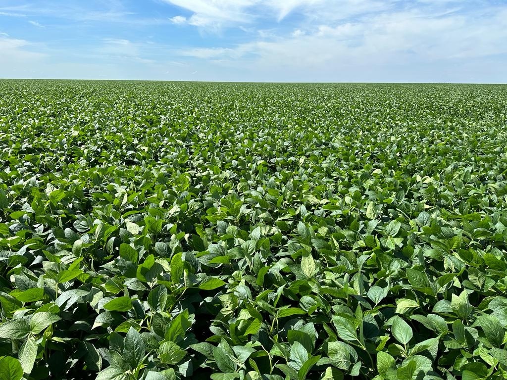 Grupo de agro entra em RJ de R$ 75 mi e culpa dificuldade para conseguir crédito