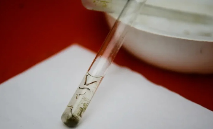 Avanço da Chikungunya; em 2 meses, óbitos se igualam a todos registrados em 2024