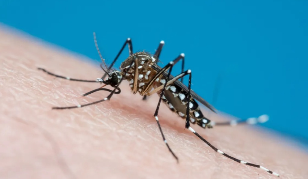 Entenda quais são os grupos de risco para dengue e chikungunya em Mato Grosso