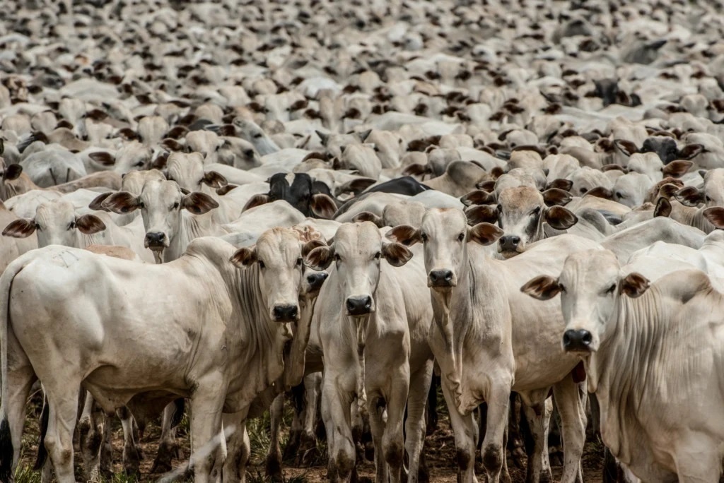 Brasil importa menos de 1% da carne e tem preço 14% abaixo da média global