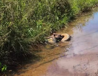 Sucuri-verde de aproximadamente 4 metros mata cachorro de morador em Várzea Grande