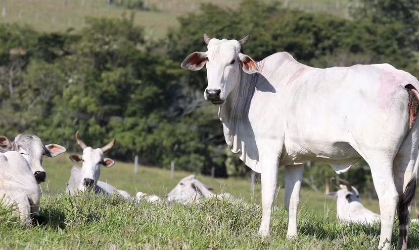 Ministério adia início de programa contra mal da vaca louca