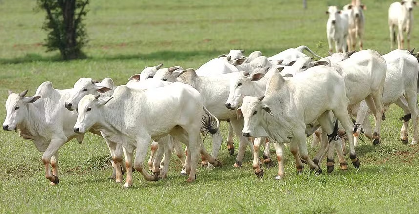 Após recordes, abates de frango e suíno devem crescer e de bovinos cair em 2025