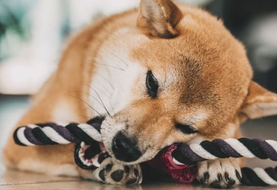 Homem é mordido por próprio cão no home office e pede indenização de R$ 200 mil