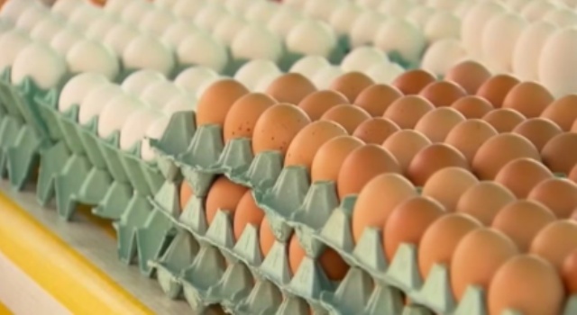 EUA quase dobra importações de ovos do Brasil em meio à crise de gripe aviária