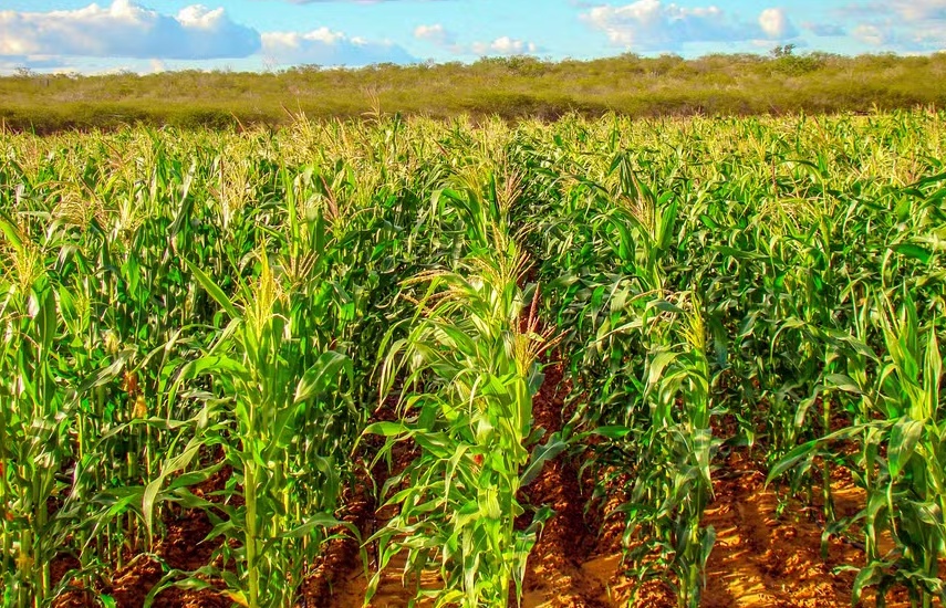 Custeio do milho em Mato Grosso caiu 1% em fevereiro