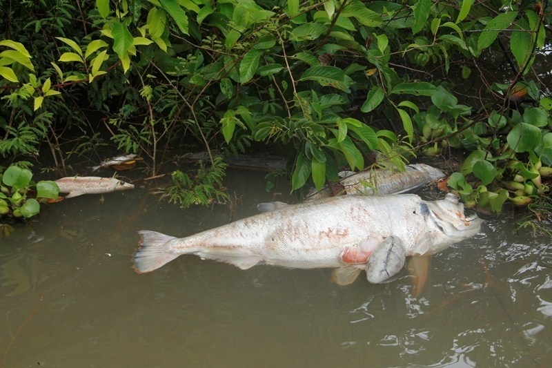Peixes mortos voltam aparecer abaixo do lago da usina