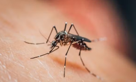 MT continua em 1º lugar em mortes por chikungunya e registra alta incidência da doença