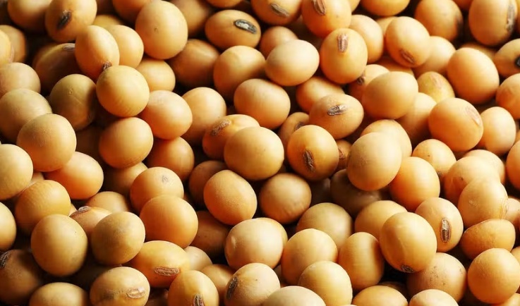 Pirataria de sementes de soja causa perdas de R$ 10 bi ao ano no Brasil