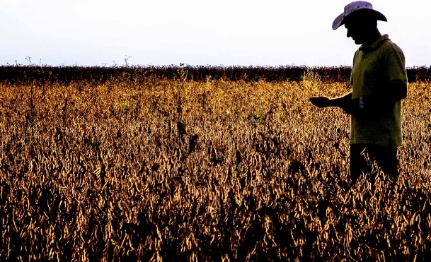 Mato Grosso concentra 30% das recuperações judiciais de agricultores, mostra Serasa