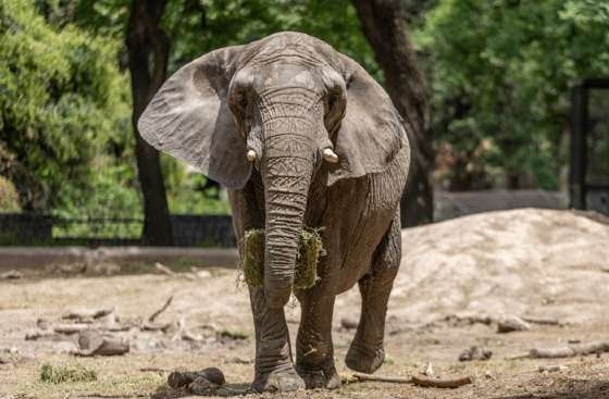 Elefanta de zoológico argentino inicia viagem rumo a santuário de elefantes em MT