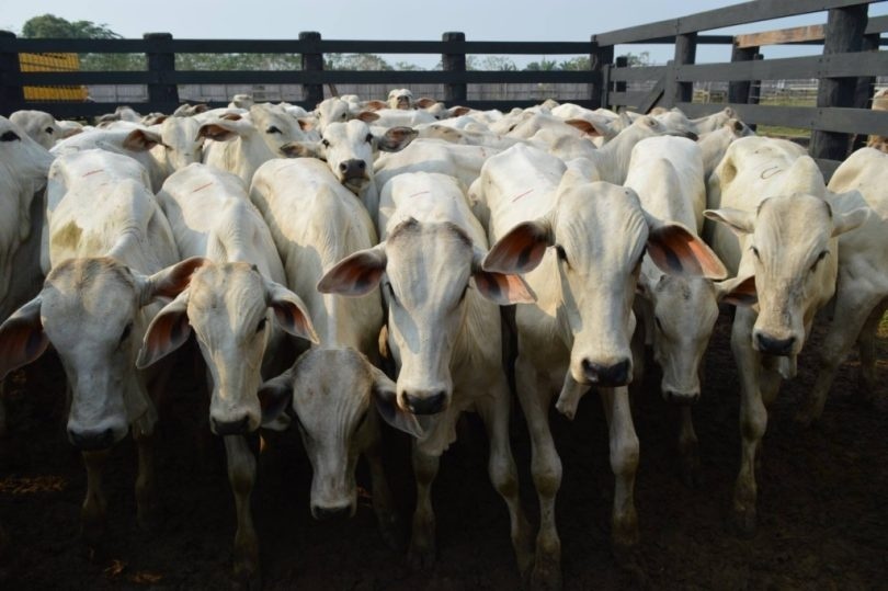 Boi gordo: escoamento da carne pós-feriado determinará preço da arroba
