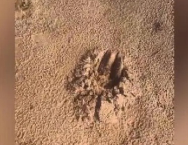 Caseiro é atacado e morto por onça-pintada no Pantanal de MS