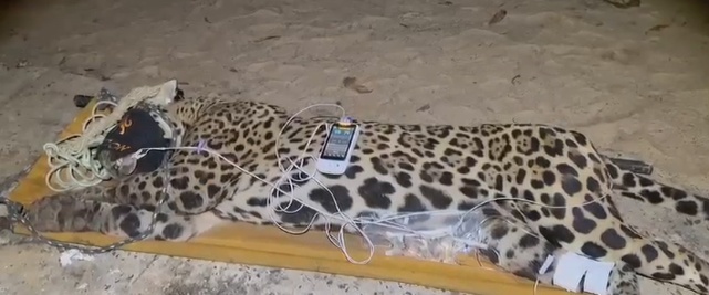 Suposta onça que matou caseiro é capturada no Pantanal; veja imagens