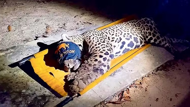 Primeiro ataque fatal de onça no Brasil em duas décadas mostra como a imprudência pode colocar o ser humano em risco
