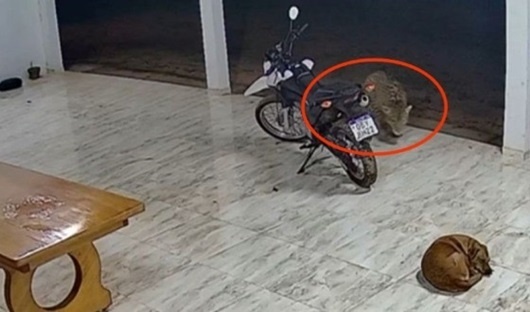 Onça-pintada invade residência e mata cachorro em União do Sul