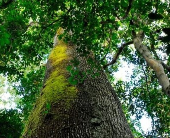 TJ nega manobra de empresa para 'grilar' parque em MT