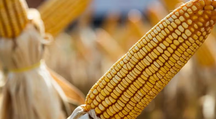 Mato Grosso registra recorde na produção de etanol, com 6,7 bilhões de litros