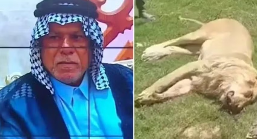 Homem é morto por leão que ele tentava domesticar no jardim de casa