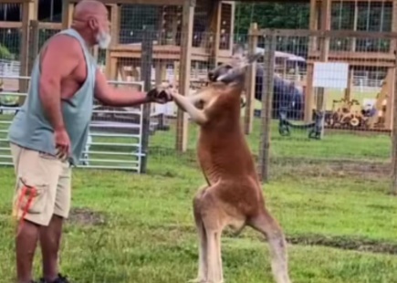 Homem morre após ser atacado por canguru em zoológico nos EUA