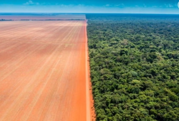 Desmatamento cai 32% no Brasil. Cerrado é o bioma mais devastado