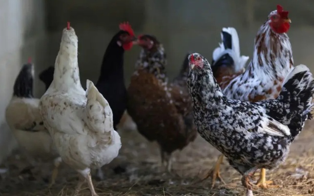 China suspende carne de frango do Brasil após gripe aviária no RS, diz ministro