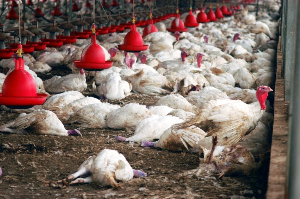Governo Federal investiga possível caso de gripe aviária em granja de Mato Grosso