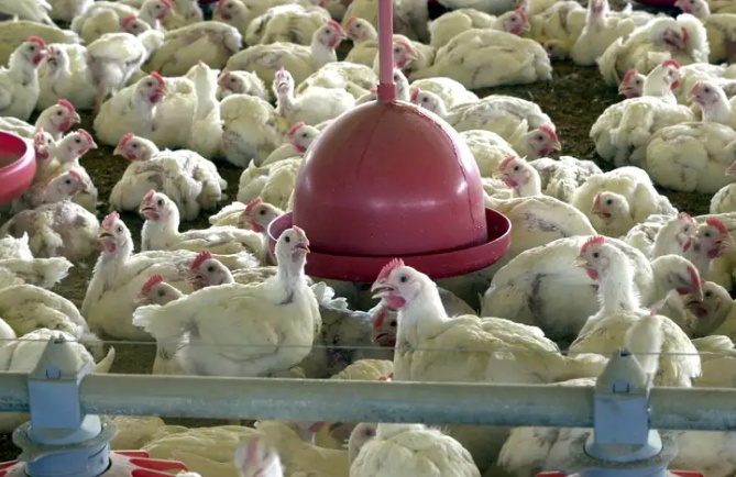 Brasil pode retomar exportações de carne de frango em 28 dias