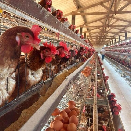 Teste para gripe aviária em Mato Grosso dá negativo